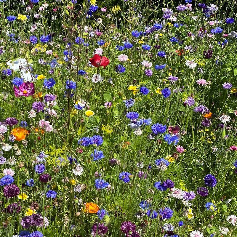 ColourMax 2 - Universal Bloom Annual Flower Seeds