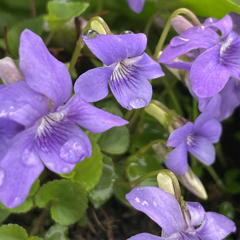 Dog Violet Wildflower Plants (Viola riviniana)