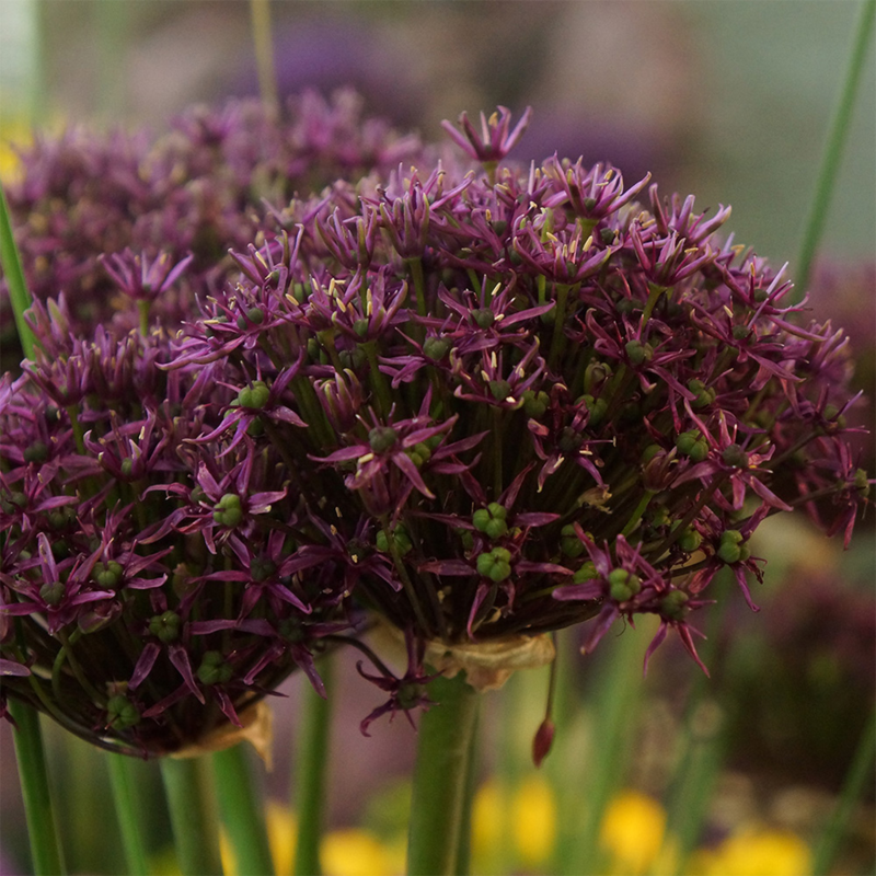 Miami Allium Bulbs