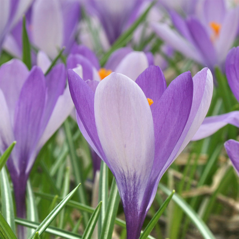 Yalta Specie Crocus Bulbs