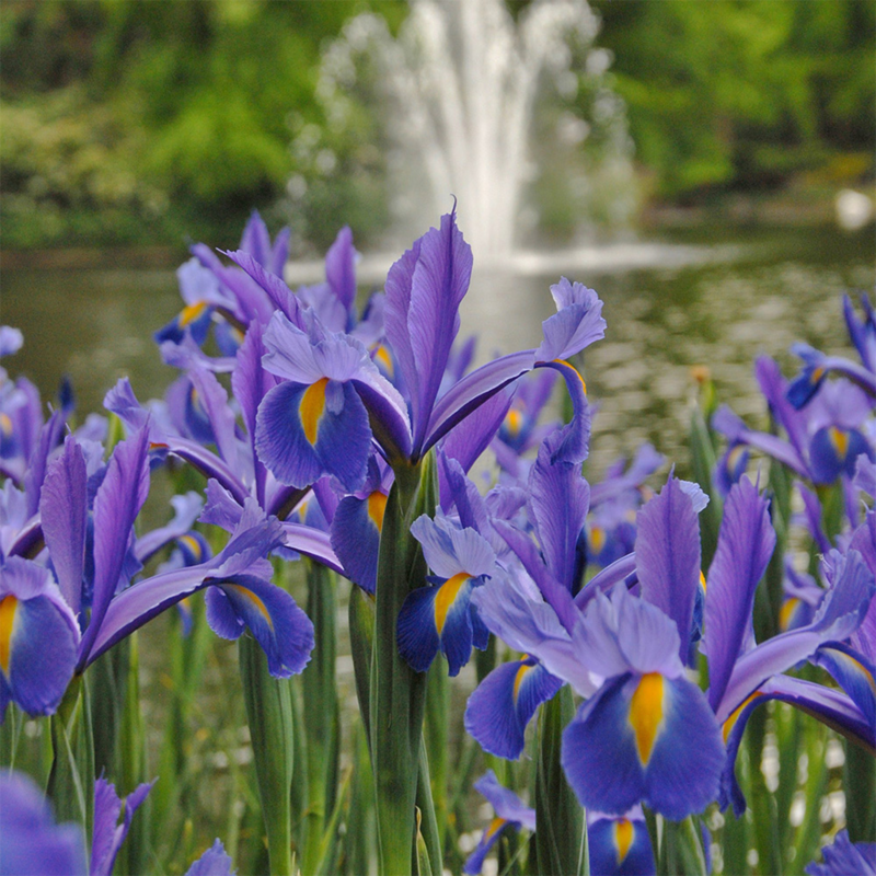 Iris Discovery