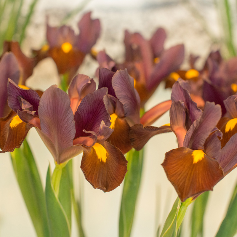 Iris Red Ember