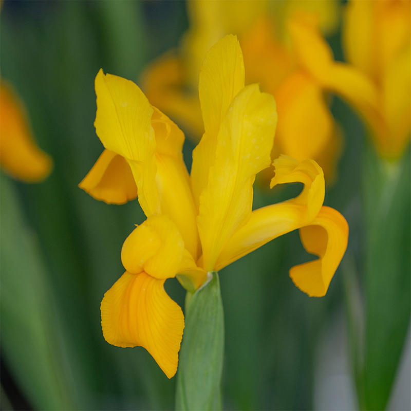 Iris Strong Gold