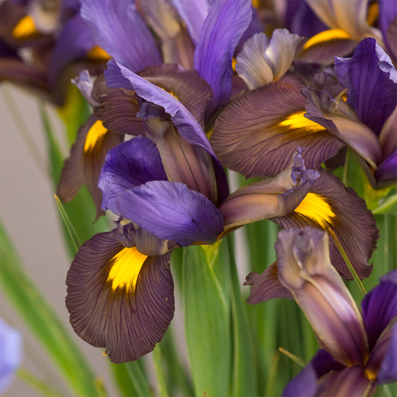 Iris Tiger Eye