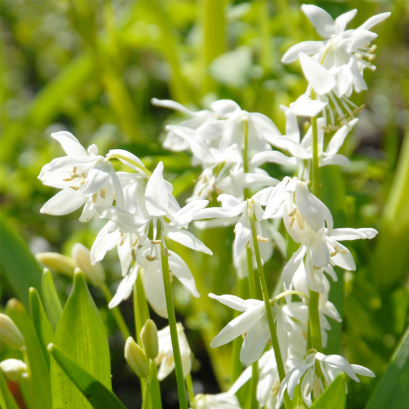 Scilla Siberica Alba Bulbs