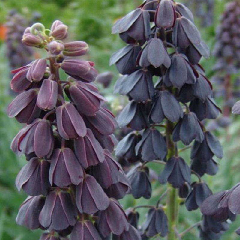 Persica Fritillaria Bulbs