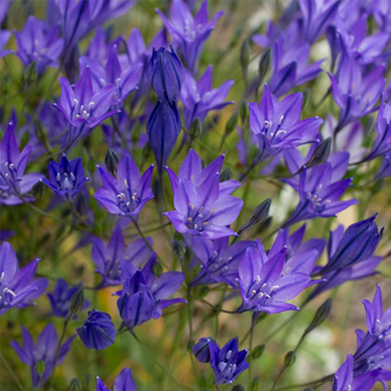 Triteileia laxa Koningin Fabiola Bulbs