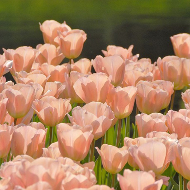 Apricot Beauty Tulip Bulbs