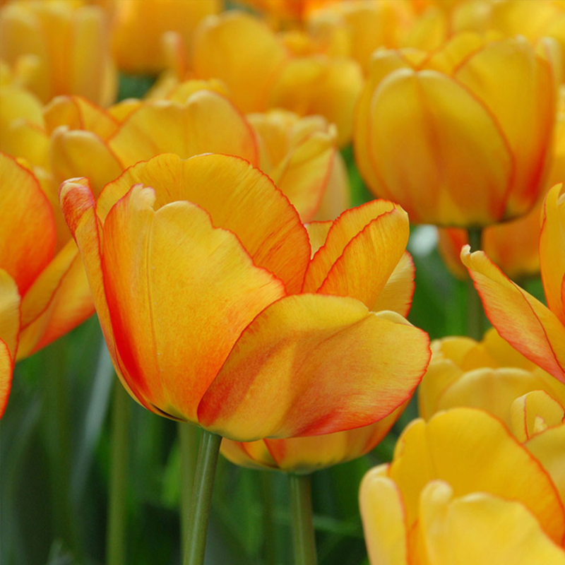 Tulipa Blushing Apeldoorn