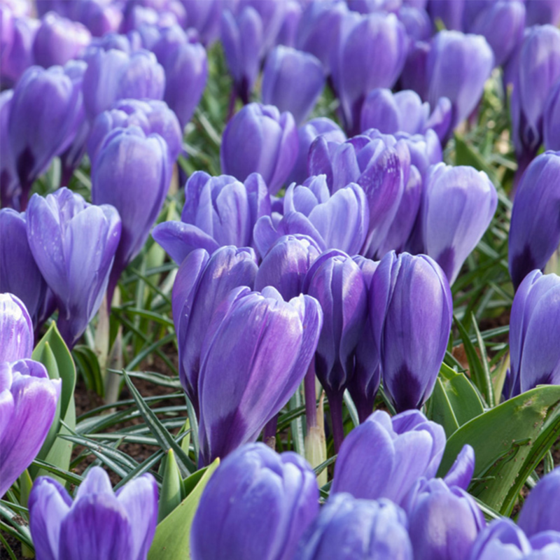 Crocus Blue Ocean