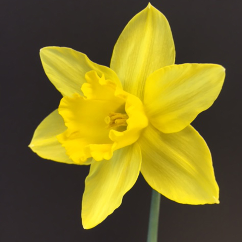 California daffodil bulbs