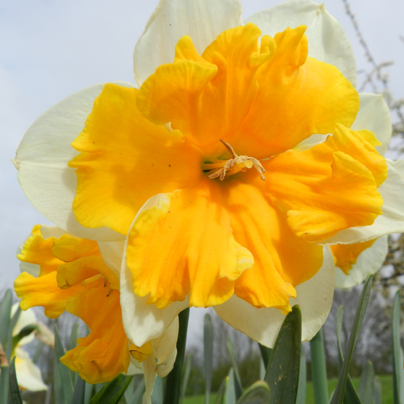 Orangery daffodil bulbs