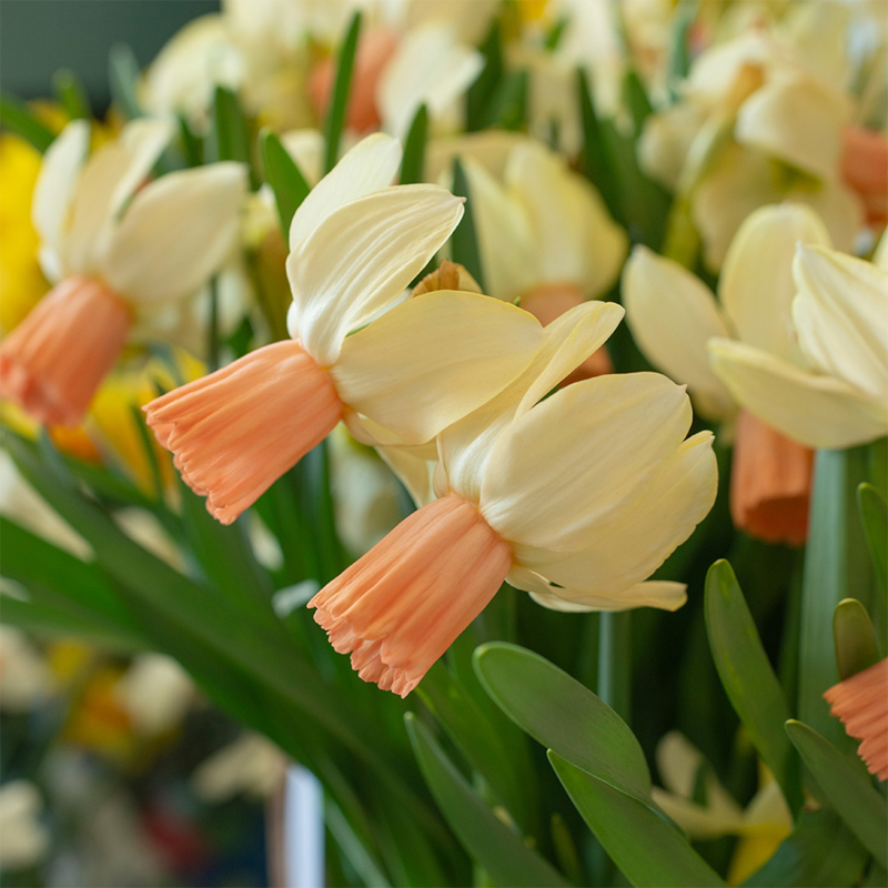 Carice Narcissi Bulbs