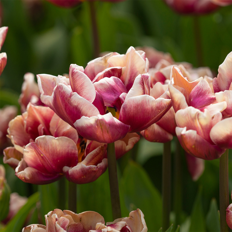 Tulip Wyndham