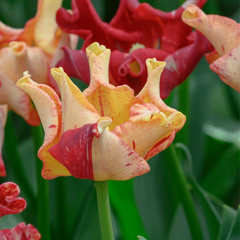 striped crown tulip