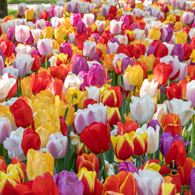 Darwin tulip mixed