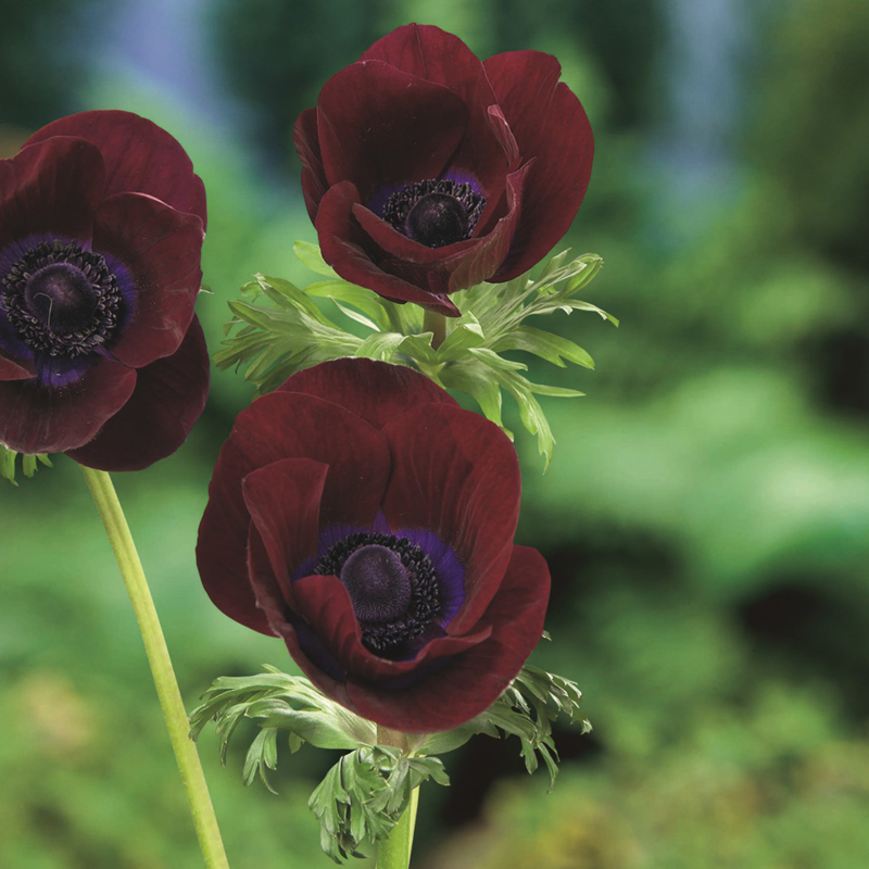 Anemone Bordeaux Bulbs