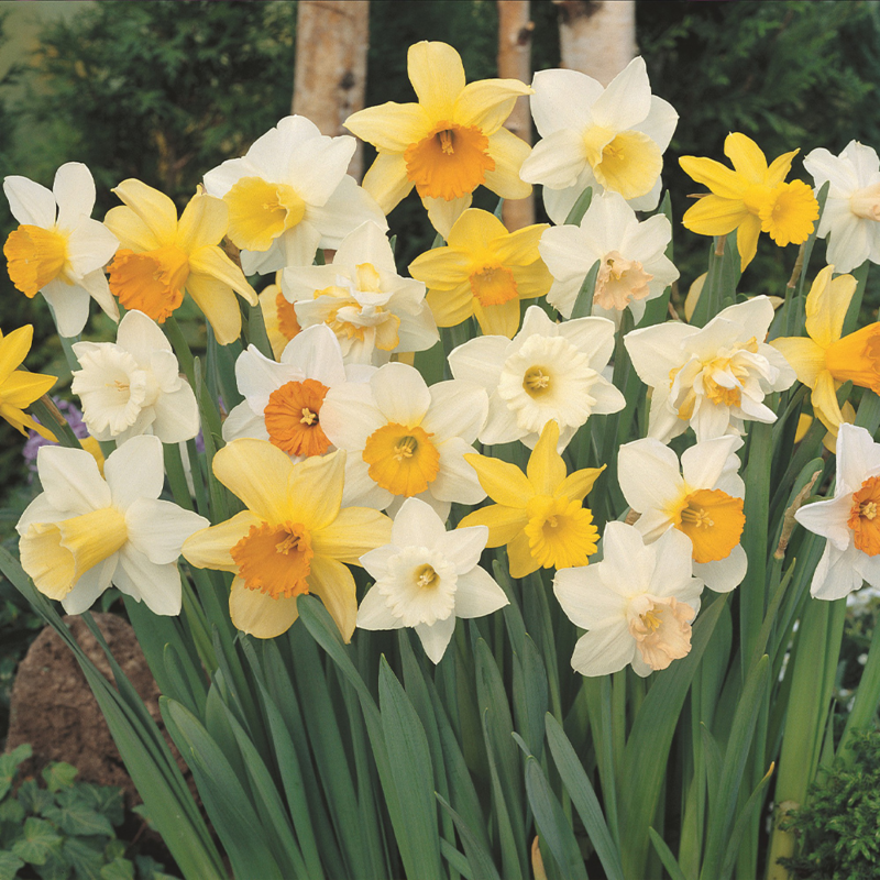 Border Narcissi Collection