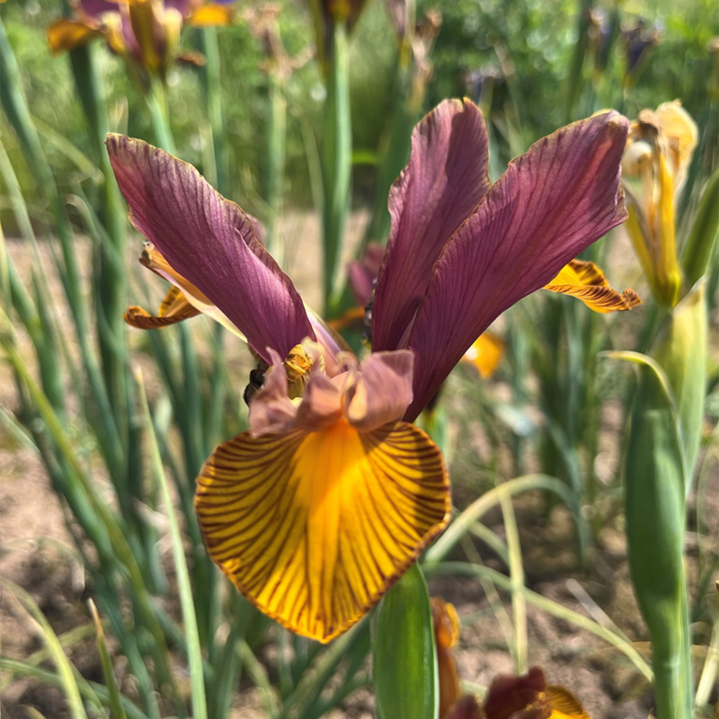 Iris Lion King