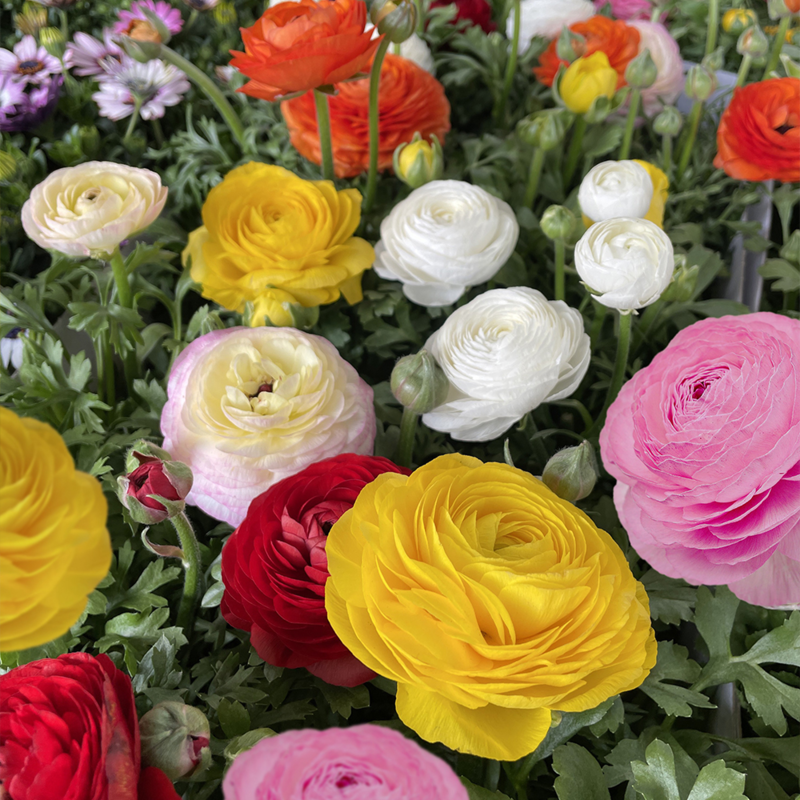 Ranunculus Mix