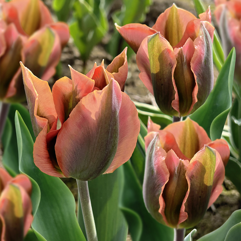 artist tulip