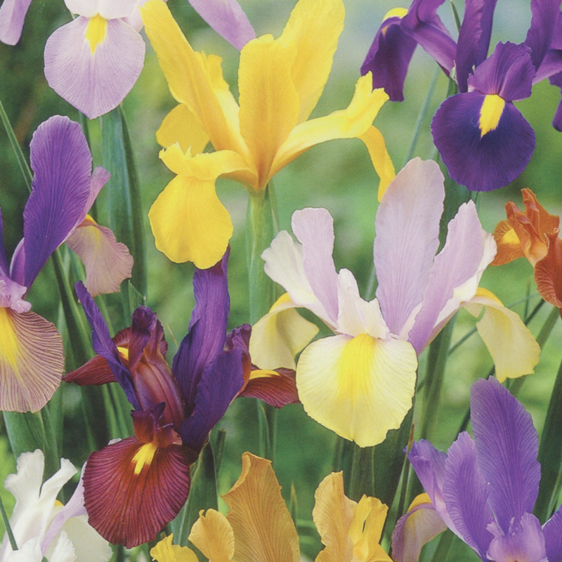 iris dutch mixed bulbs