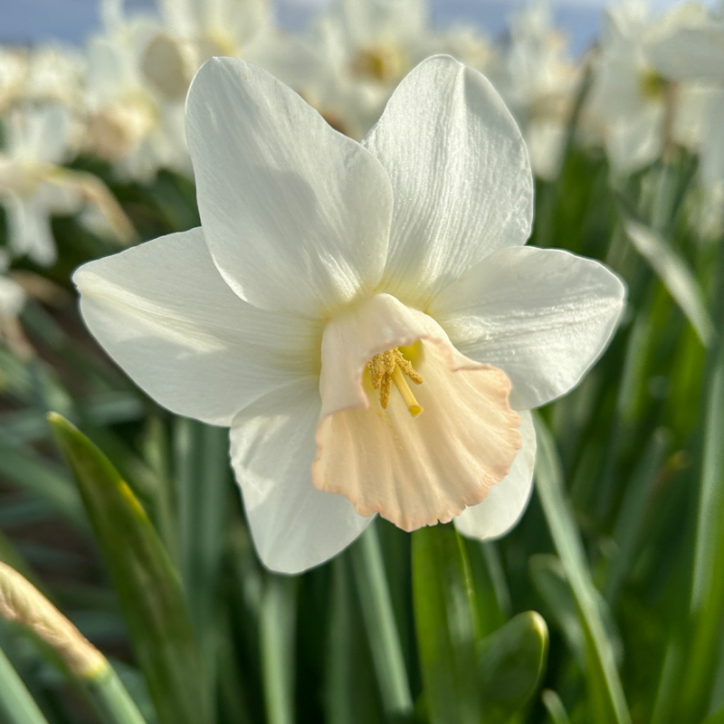 Filly Daffodil Bulbs