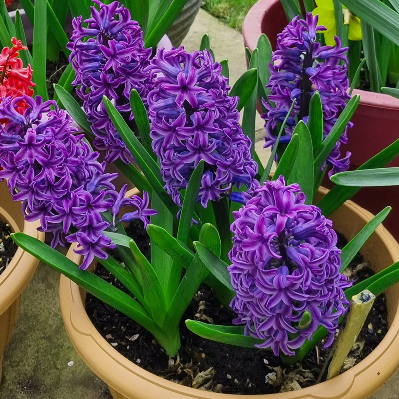 Purple Sensation Hyacinth Bulbs