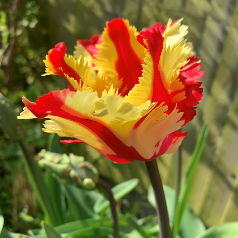 Flaming Parrot Tulip Bulbs