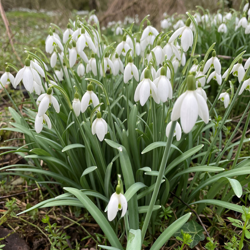 BS Snowdrop (Common) Bulbs (Galanthus nivalis)