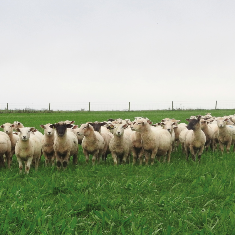 BS Aber High Sugar Grass - Intensive Grazing Ley (Without Clover) - Long Term 10+ Years