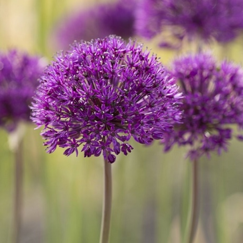 Purple Sensation Allium Bulbs