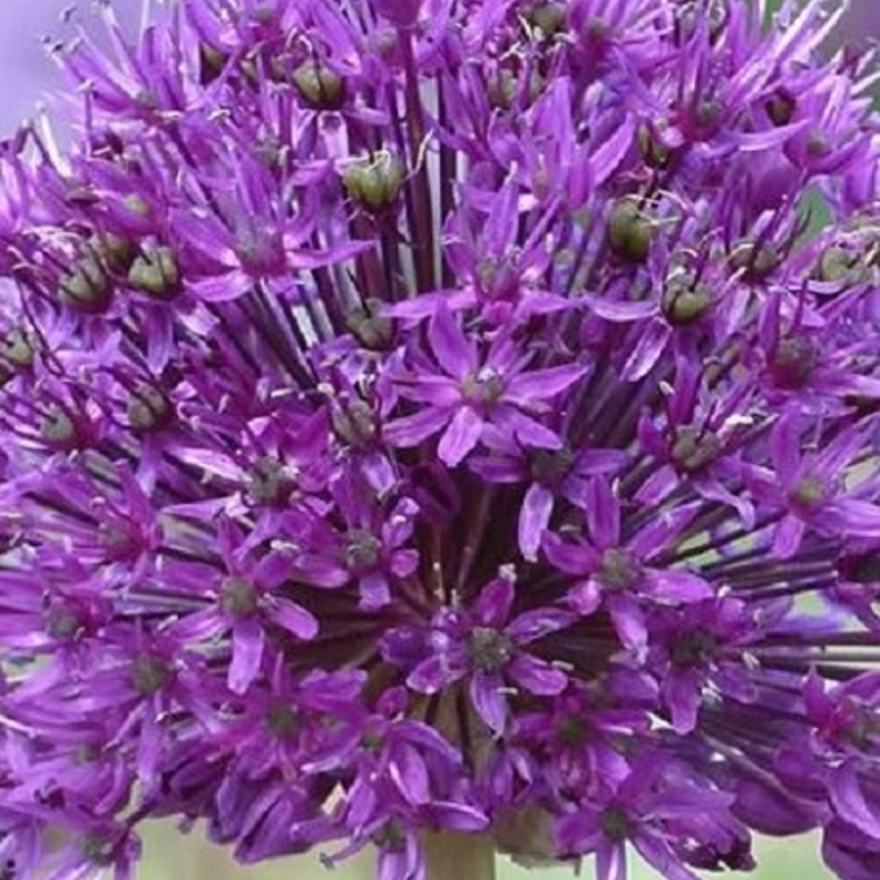 Aflatunense Allium Bulbs