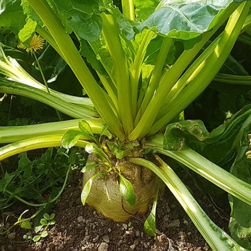 Alpes, Fodder Beet