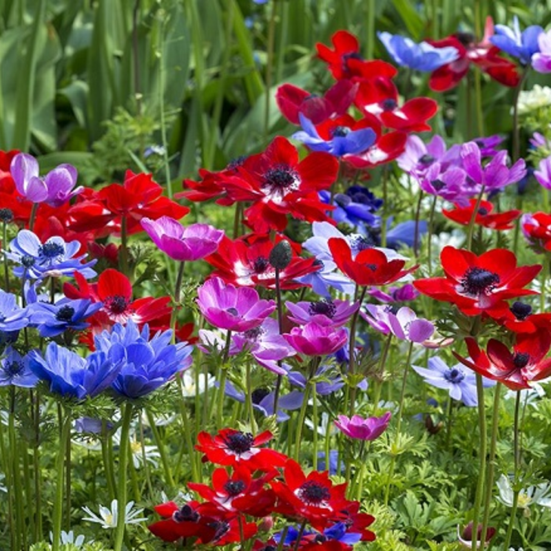 De Caen Mixed Anemone Bulbs