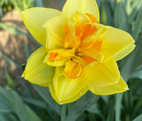 Apotheose Daffodil Bulbs