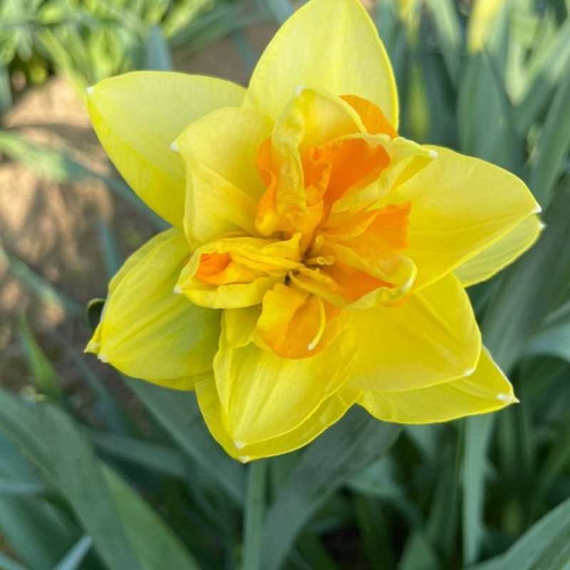 Apotheose Daffodil Bulbs