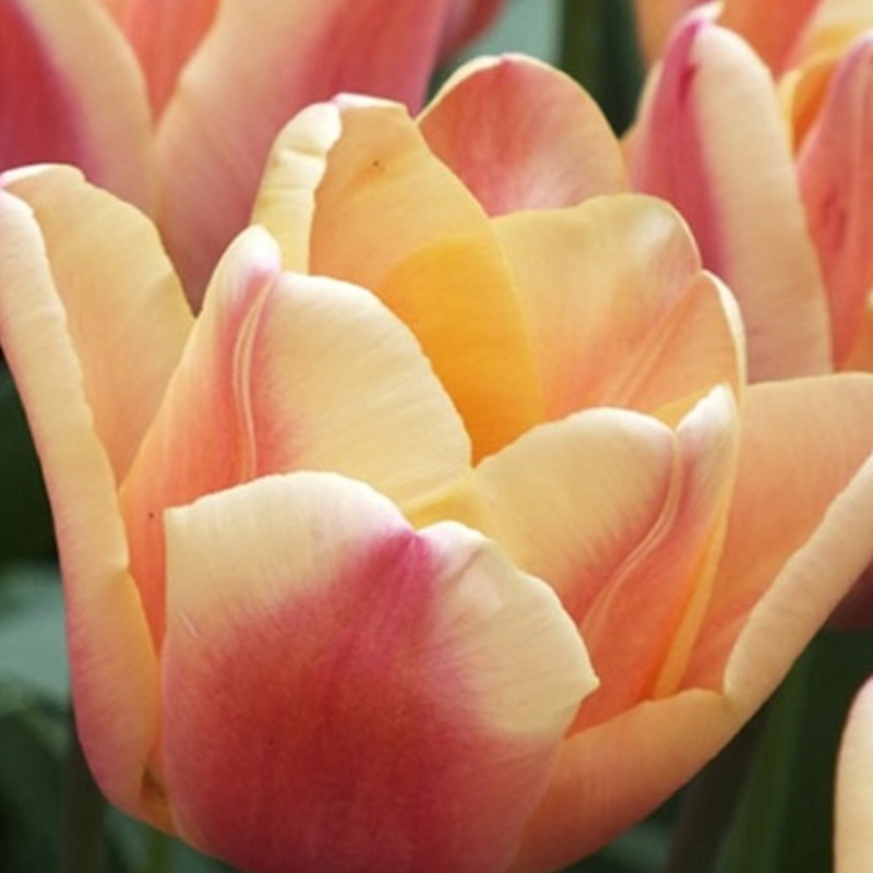 Apricot Foxx Tulip Bulbs