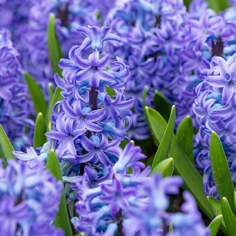 Aqua Hyacinth Bulbs