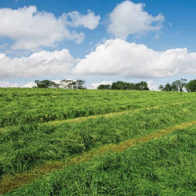 BS Arable Silage Mixture 1