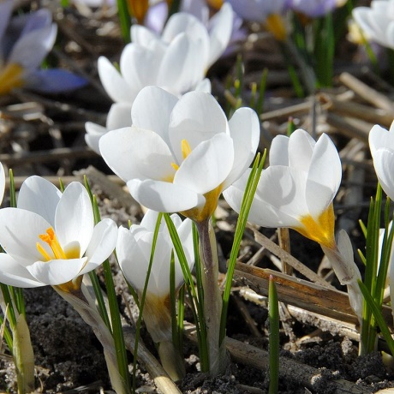 Ard Schenk Specie Crocus Bulbs