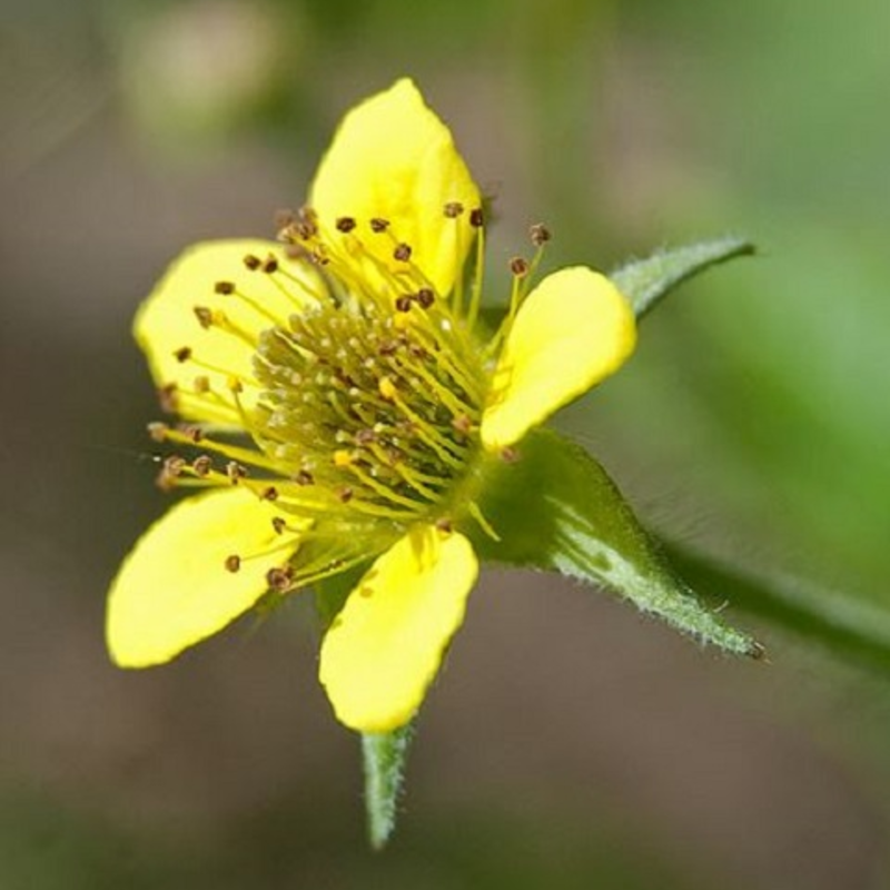 Avens, Wood (Geum urbanum) Seeds