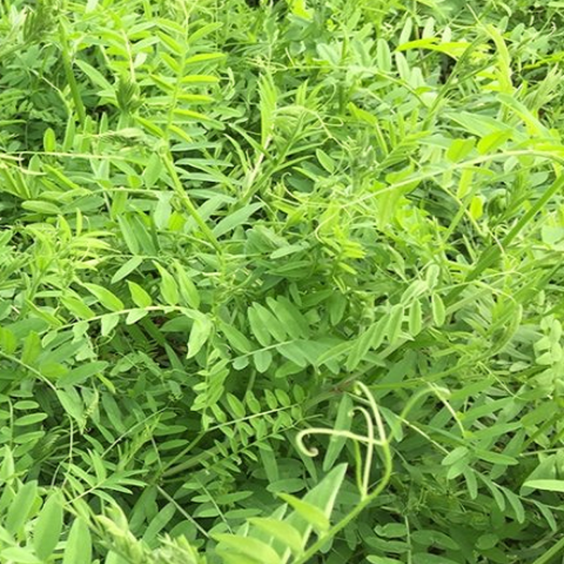 BINGO Red Vetch Seed (Vicia atropurpurea)