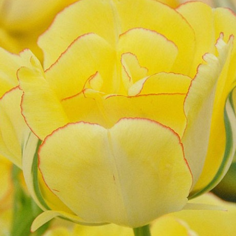 Akebono Tulip Bulbs