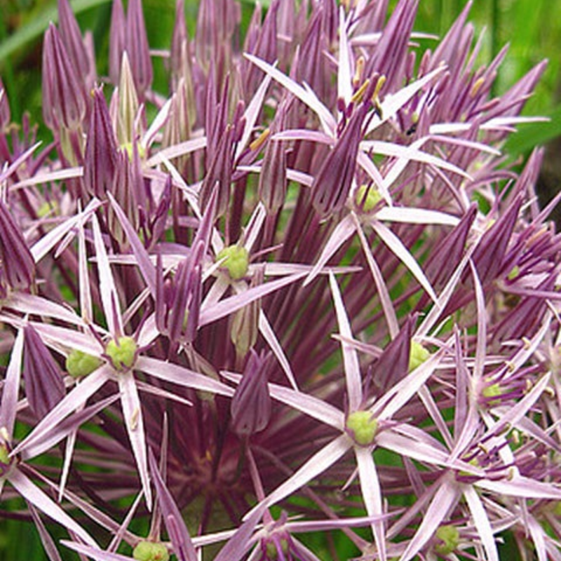 Christophii Allium Bulbs - Bulk Buy