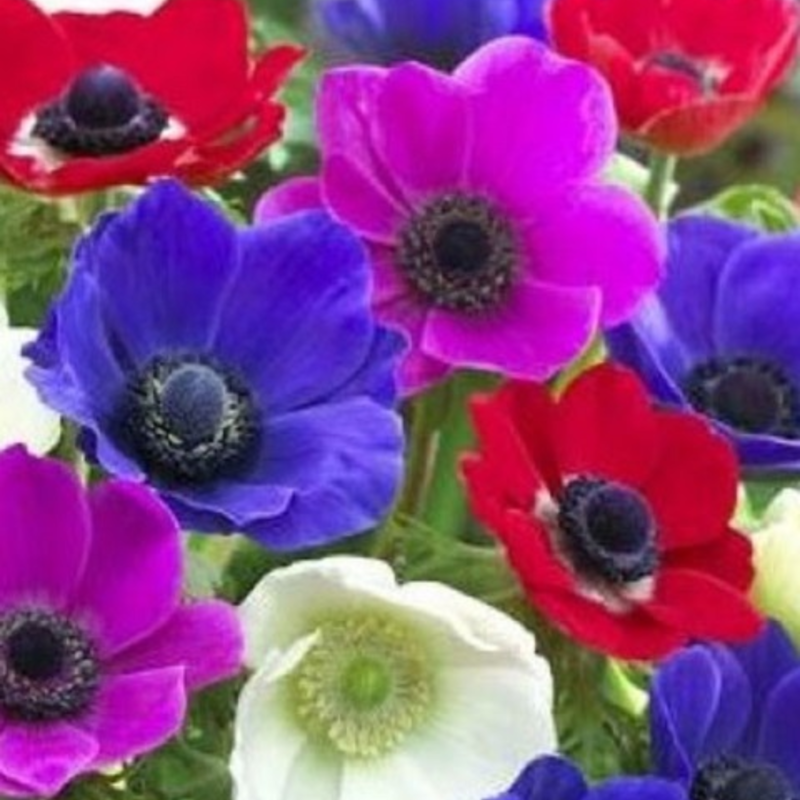 De Caen Mixed Anemone Bulbs