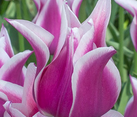 Ballade Tulip Bulbs