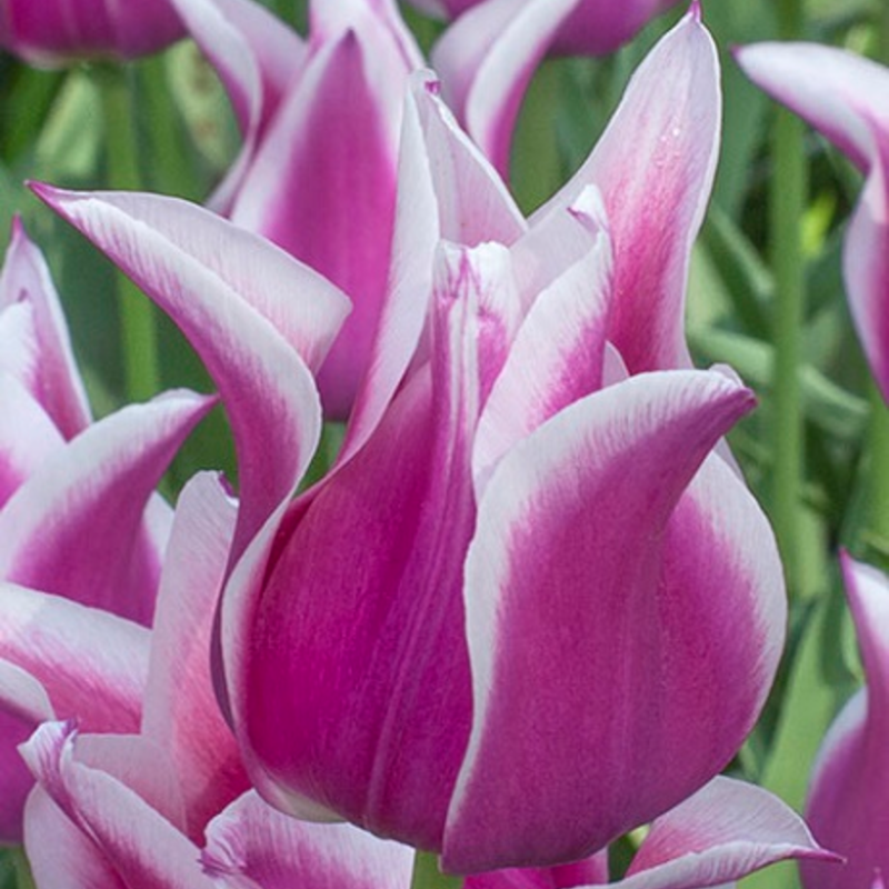 Ballade Tulip Bulbs