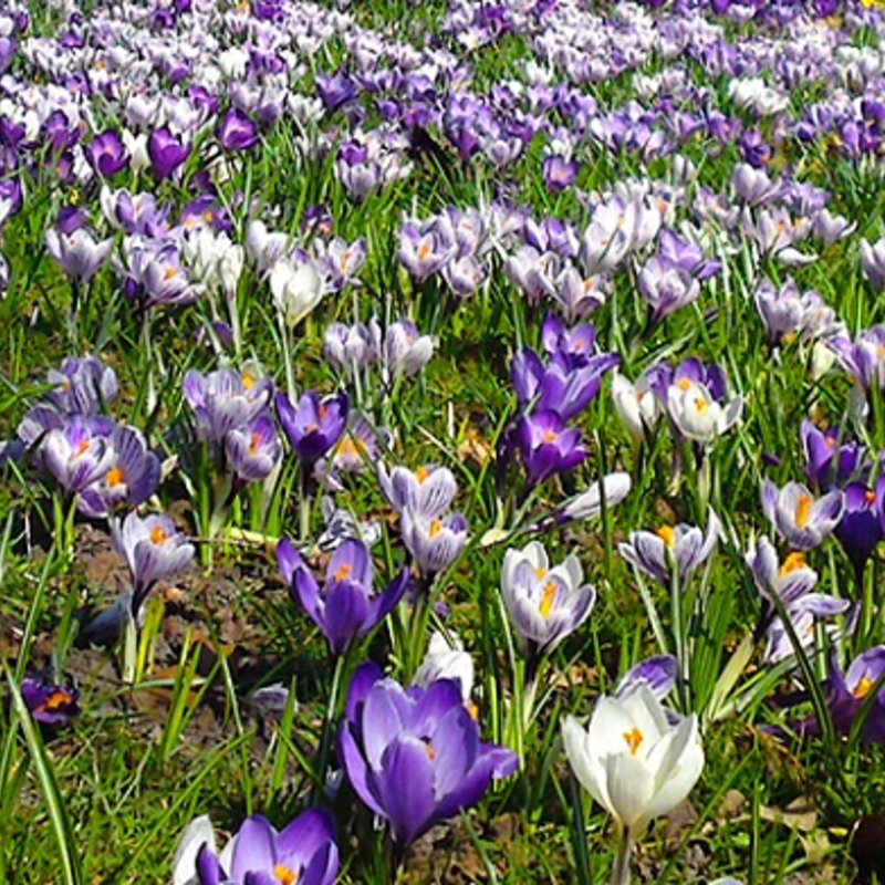 Blue Grass Bulb Collection