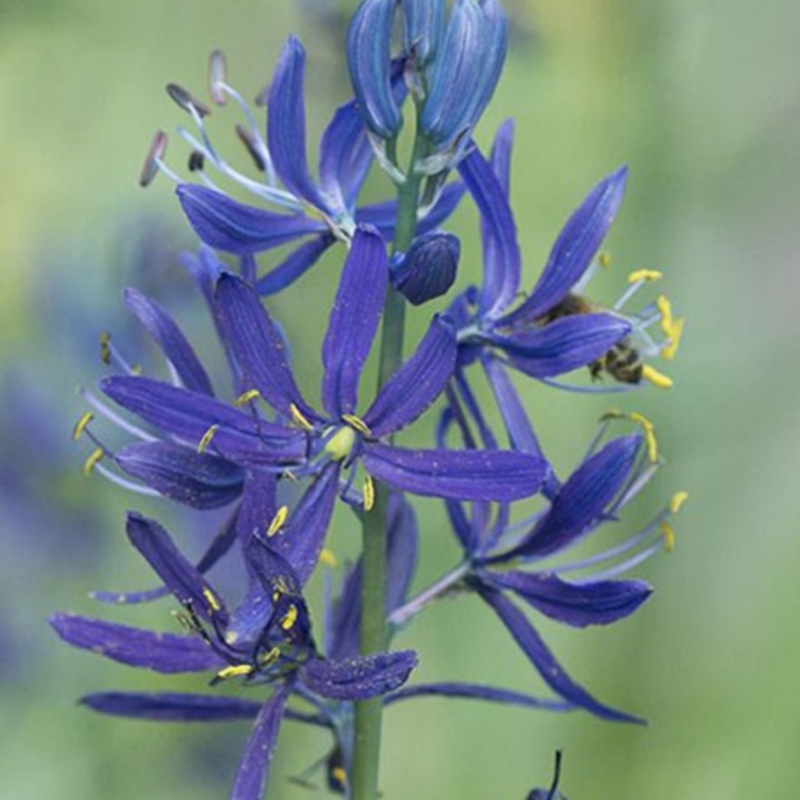 Camassia Quamash Bulbs